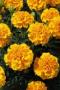 Seminte profesionale Tagetes patula - Craite pitice - imagine 48888